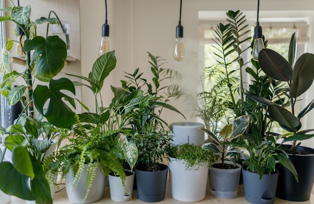 Discover Indoor Gardening at Pearson Square 